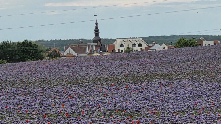Kwitnące pole facelii i maków, w tle panorama Murowanej Gośliny z wieżą kościoła