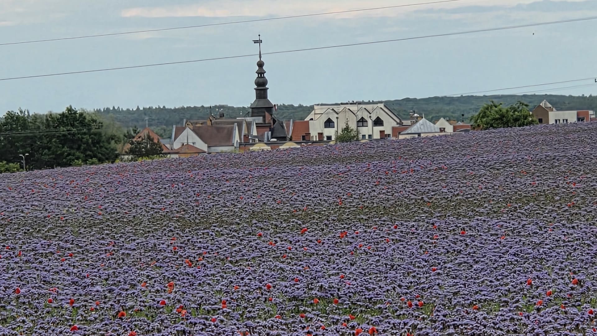 Kwitnące pole facelii i maków, w tle panorama Murowanej Gośliny z wieżą kościoła
